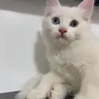 قطط صغيره تبني