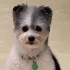 كلبه للتبني بجده فقط