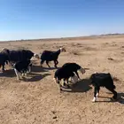 غنم ضان نجد