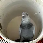 حمام مشكل فرنسي زاجل