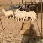 ذبايح حري طليان و رخال و غنم حرية جدة طريق بريمان المطار