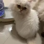 قط هملايا لتبني