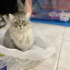 قطه للبيع بصحه ممتازه