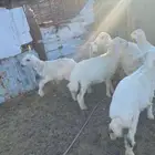 الصناعية