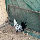 ديكه بلديه للبيع
