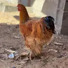 للبيع ديك براهما