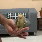 طائر طقطق