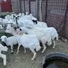 غنم مهجنه رفيد هجين حري
