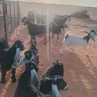 معزاء عوارض صنف الصنف