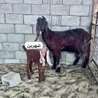معزا هولنديه مع جفره شهرين معزه