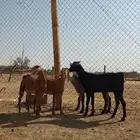 جفار منادي