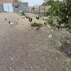 دجاج بلدي للبيع