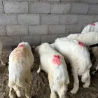 ذبايح كفو حي المحالة
