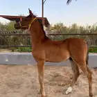 مهر شعبي