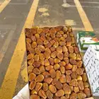 تمر رطب سكري