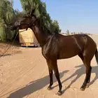 حصان تعليم او تدريب