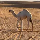 قعود هيافي