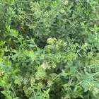 حناءطبيعي درجه أولى من مزارعنا