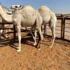 قعدان قصب