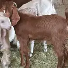 تيس ثلاجة للبيع