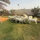 7 معزا دفيع مطورات مع فحلها