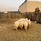 رخال للبيع