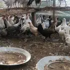 للبيع بشاير العمر فوق 6شهو