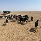 طليان نجد (( تم البيع ))