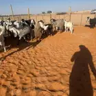 معزاء مشاريك مراح