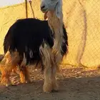 رخل صنف جذعه عمرها 8 شهور