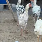 بشاير دجاج حجازي