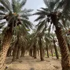 ثمرة مزرعه نخل
