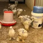 صيصان براهما