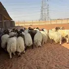 ذبايح نعيمي جبر كناور تمايم زواجات مناسبات