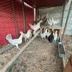 بشاير قولد