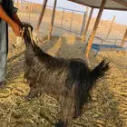 عنز حايل