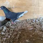 حمام قطيفي