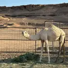 بكره مفروده ذلول للبيع