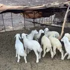 للبيع بهم تربيه