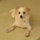 كلاب للتبني ذكور
