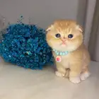 قطط سكوتش فولد للبيع