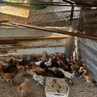 دجاج بلدي