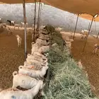 تيوس جمله وتفريد