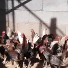 50 ديك للبيع