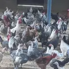 دجاج للبيع