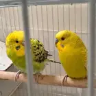 250 مع القفص الكبير