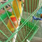 جوز طيور روز