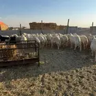 حريات دفيع حرش