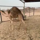 للبيع قعود فل الفل
