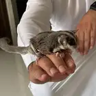 سنجاب طائر شوقر قلايدر نظيف